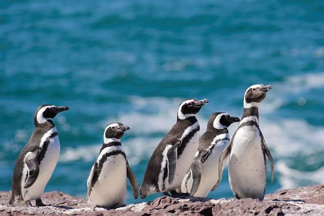 Magellanic Penguins, Patagonia, South America